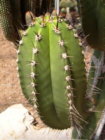 Myrtillocactus_eichlamii